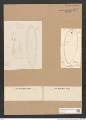 Surirella sp. (de-Toni-Nr.: Genus 53, Species 2236 ?) Zeichnungen Sammlung Grunow Nr. 4817 (NHMW-BOT-W0372973)